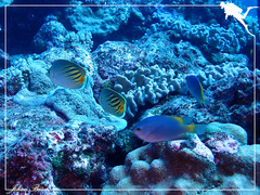 Chaetodon pelewensis