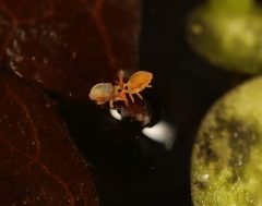 Sminthurides aquaticus