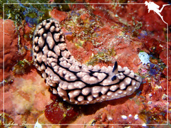 Phyllidiopsis krempfi