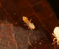 Sminthurides aquaticus