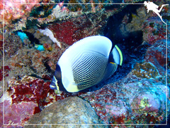 Chaetodon reticulatus