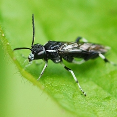 Macrophya