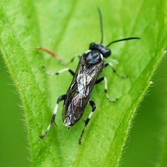 Macrophya