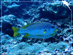 Plectorhinchus lineatus