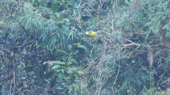 Myioborus ornatus