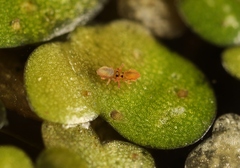 Sminthurides aquaticus