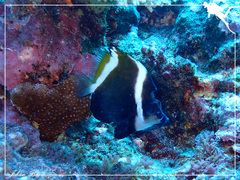 Heniochus varius