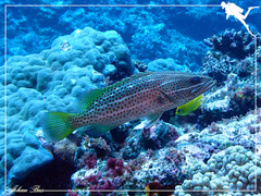 Anyperodon leucogrammicus