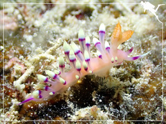 Coryphellina exoptata