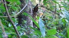 Scytalopus griseicollis