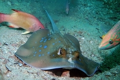 Malacca Bluespotted Maskray photo 4
