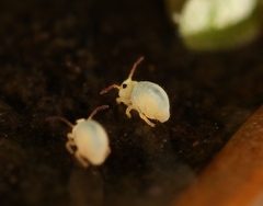 Sminthurides aquaticus