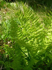 Athyrium distentifolium