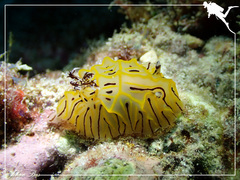 Halgerda willeyi