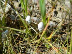 Brephulopsis cylindrica