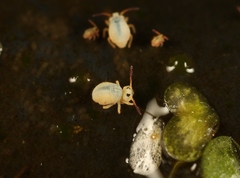 Sminthurides aquaticus