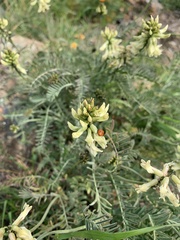 Astragalus nuttallii