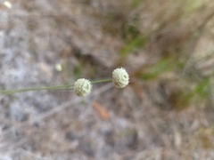 Syngonanthus flavidulus