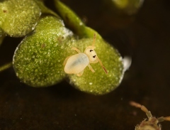 Sminthurides aquaticus