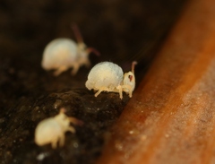 Sminthurides aquaticus