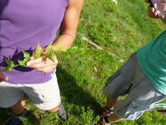 Athyrium distentifolium