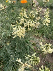 Astragalus nuttallii
