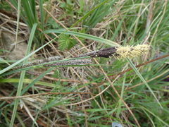 Carex acutiformis