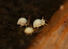 Sminthurides aquaticus