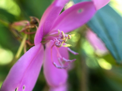 Arthrostemma ciliatum