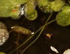 Sminthurides aquaticus