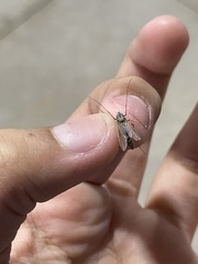 Chironomidae