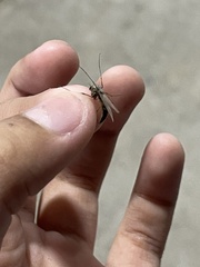 Chironomidae