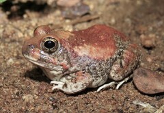 Tomopterna marmorata