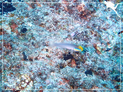 Valenciennea strigata