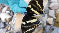 Papilio cacicus