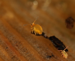 Sminthurinus aureus