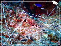 Thalassoma amblycephalus