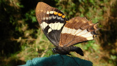 Papilio cacicus