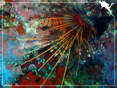 Pterois antennata