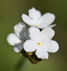 Plagiobothrys nothofulvus