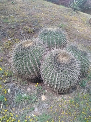 Ferocactus histrix