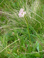 Mutellina purpurea