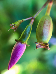 Arthrostemma ciliatum