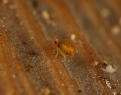 Sminthurinus aureus