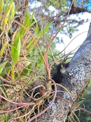Tillandsia butzii