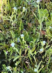 Plagiobothrys nothofulvus