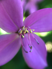 Arthrostemma ciliatum