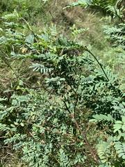 Indigofera australis