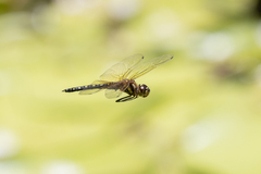 Hydrobasileus brevistylus