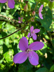 Arthrostemma ciliatum